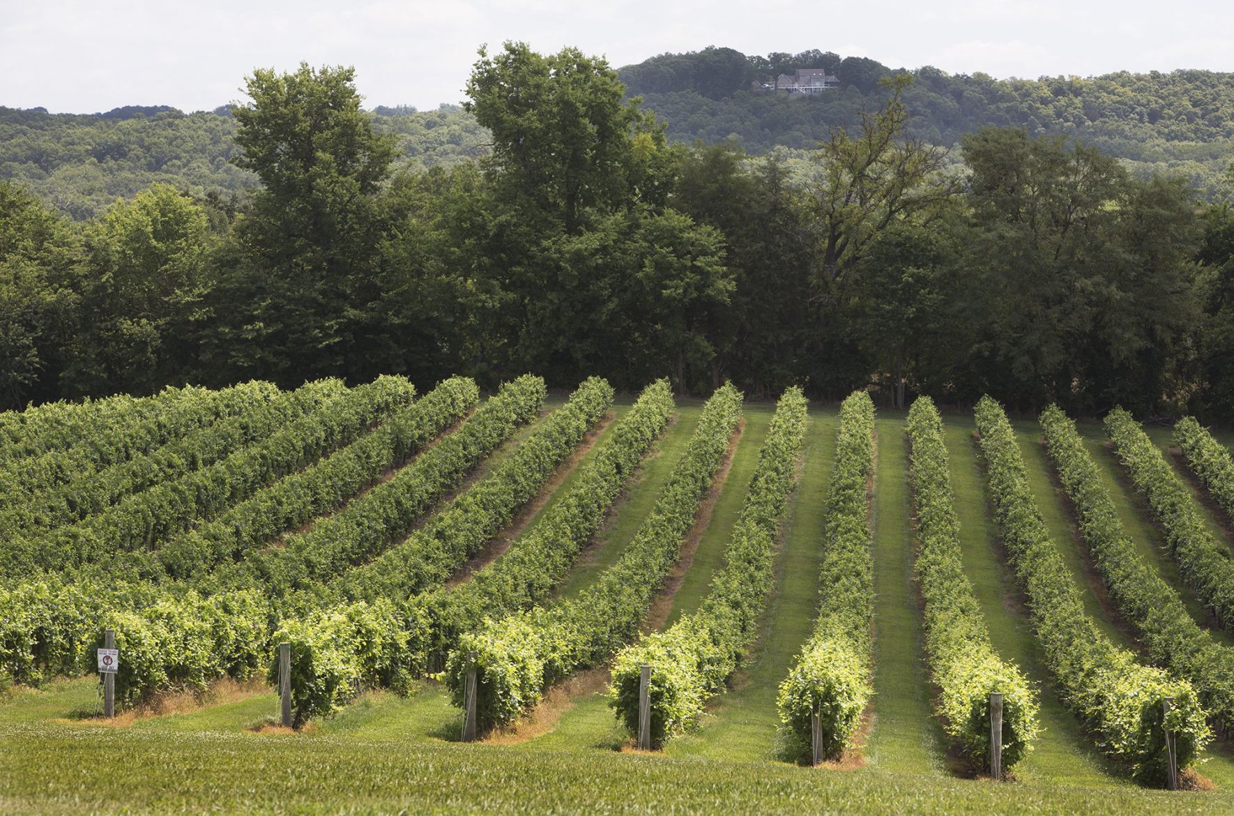 Noboleis Winery